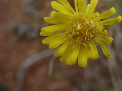 Asteraceae