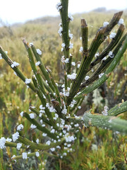 Carmichaelia crassicaulis