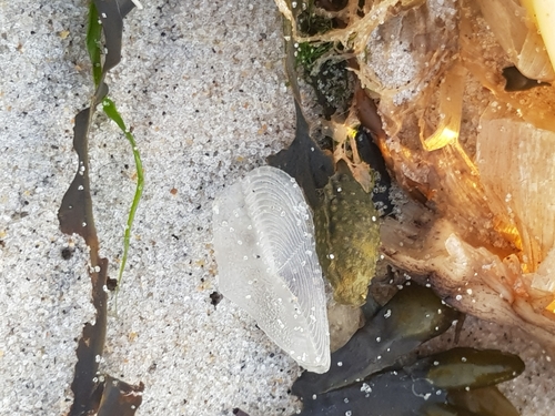 photo of By-the-wind Sailor (Velella velella)