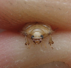 Phaleria manicata