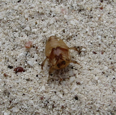 Phaleria manicata