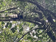 Alouatta palliata