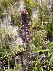 Lachenalia sessiliflora