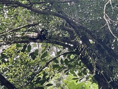 Alouatta palliata