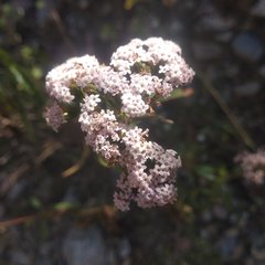 Stevia lucida bipontini