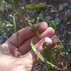 Stevia lucida bipontini