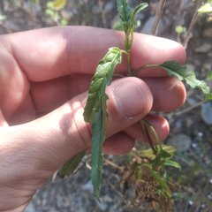 Stevia lucida bipontini