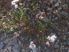 Stevia lucida bipontini