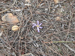 Colchicum filifolium