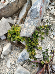 Azorella hydrocotyloides