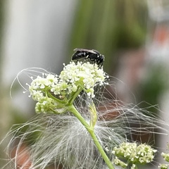 Hylaeus