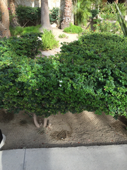 Carissa macrocarpa