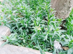 Heliotropium curassavicum