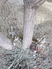Carissa macrocarpa