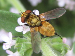 Eliozeta helluo