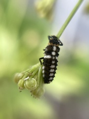 Eriopis connexa