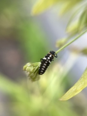 Eriopis connexa