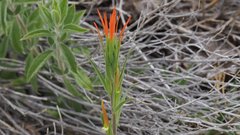 Castilleja minor stenantha
