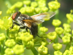 Elomya lateralis