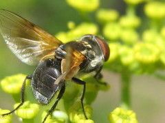 Elomya lateralis