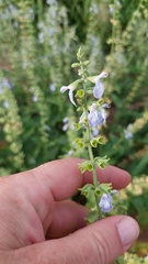 Salvia cardiophylla