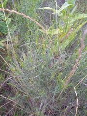Baccharis notosergila