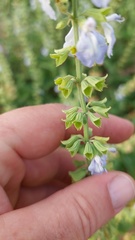Salvia cardiophylla