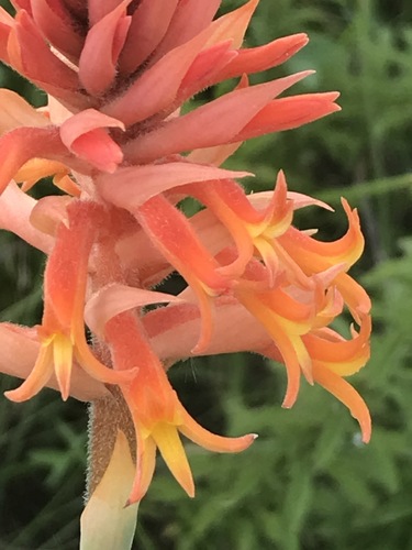 Scarlet Lady's Tresses