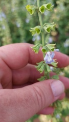 Salvia cardiophylla