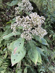 Archibaccharis asperifolia