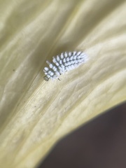 Coccinellidae