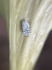 Coccinellidae