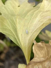 Coccinellidae