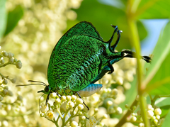 Arcas imperialis