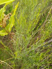 Baccharis notosergila