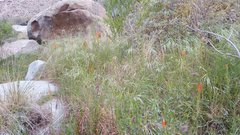 Castilleja minor stenantha