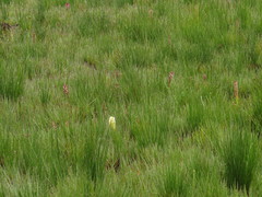 Disa albomagentea