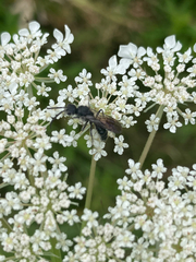Myrmosa unicolor