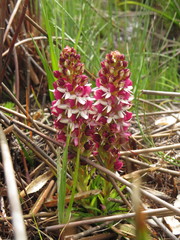 Disa albomagentea