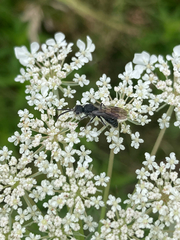 Myrmosa unicolor