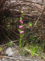 Disperis paludosa