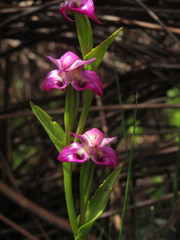 Disperis paludosa