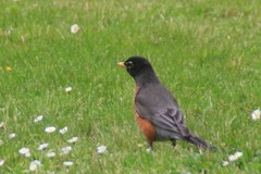 Turdus migratorius