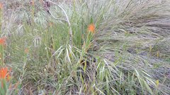 Castilleja minor stenantha
