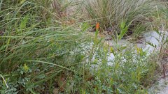 Castilleja minor stenantha