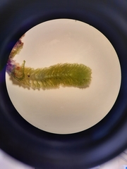 Schistochila ciliata