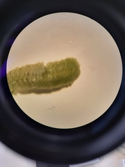 Schistochila ciliata