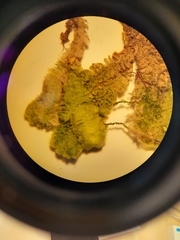 Schistochila ciliata