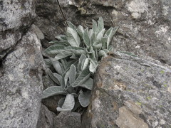 Hermas gigantea
