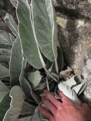 Hermas gigantea